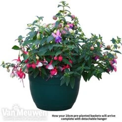 Fuchsia Trailing Pre-Planted Basket -Bloomyard Flower Shop fuch vm