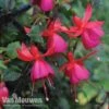 Fuchsia 'Fusion'