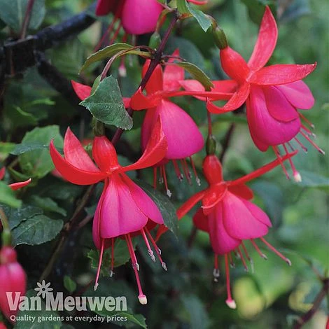 Fuchsia 'Fusion' 1 Fuchsia 'Fusion'