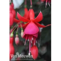 Fuchsia 'Fusion' 6 Fuchsia 'Fusion' -Bloomyard Flower Shop fuch2