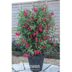 Fuchsia 'Fusion' 7 Fuchsia 'Fusion' -Bloomyard Flower Shop fuch3