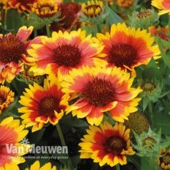 Gaillardia 'Arizona Sun' -Bloomyard Flower Shop gail v17402 C