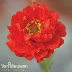 Garden Ready Perennial Collection 8 Garden Ready Perennial Collection -Bloomyard Flower Shop geum1