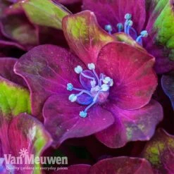 Hydrangea Macrophylla GLAM ROCK 'Horwack' -Bloomyard Flower Shop glam1