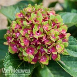 Hydrangea Macrophylla GLAM ROCK 'Horwack' -Bloomyard Flower Shop glam3