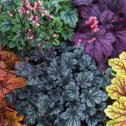 Heuchera 'Mosaic' -Bloomyard Flower Shop heuchera NOW1