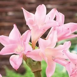 Amarcrinum Memoria-corsii 'Howardii' -Bloomyard Flower Shop howard