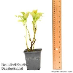 Hydrangea Macrophylla GLAM ROCK 'Horwack' -Bloomyard Flower Shop hydr