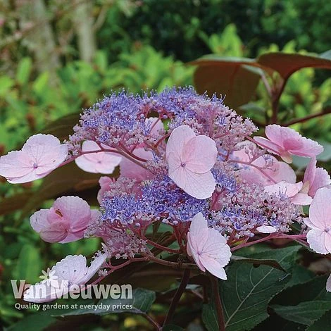 Hydrangea Aspera 'Hot Chocolate' 2 Hydrangea Aspera 'Hot Chocolate' - Image 2