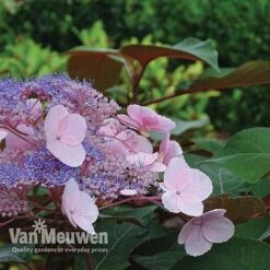 Hydrangea Aspera 'Hot Chocolate' 6 Hydrangea Aspera 'Hot Chocolate' -Bloomyard Flower Shop hyrdrangea hot chocolate2