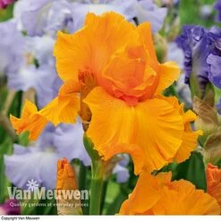 Iris Re-Blooming Collection -Bloomyard Flower Shop iris orangeharvest