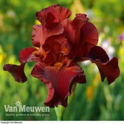 Iris Re-Blooming Collection -Bloomyard Flower Shop iris passthewine