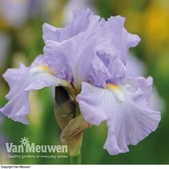 Iris Re-Blooming Collection -Bloomyard Flower Shop iris victoriafalls