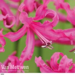 Nerine Bowdenii Collection -Bloomyard Flower Shop isabel