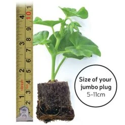 Chrysanthemum 'Incurved Mixed' -Bloomyard Flower Shop jumboplugsize35