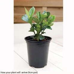 Gardenia Jasminoides 'Kleim's Hardy' 5 Gardenia Jasminoides 'Kleim's Hardy' -Bloomyard Flower Shop kleims example