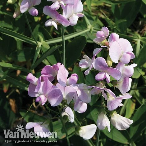 Lathyrus Latifolius 'Rosa Perle' 2 Lathyrus Latifolius 'Rosa Perle' - Image 2