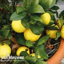 Fruit Meyer Lemon -Bloomyard Flower Shop lemo 64680v c