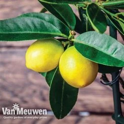 Fruit Meyer Lemon -Bloomyard Flower Shop lemo 64680v d