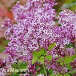 Lilac 'Palibin' -Bloomyard Flower Shop lilac c