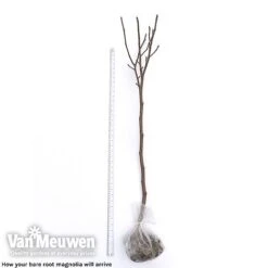 Magnolia 'Red Lucky' -Bloomyard Flower Shop magnolia arrival