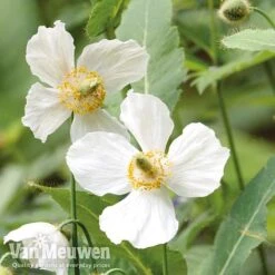 Meconopsis 'Union Jack' Collection 6 Meconopsis 'Union Jack' Collection -Bloomyard Flower Shop meco