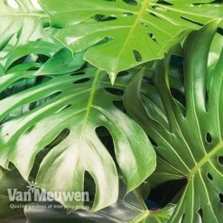 Monstera Deliciosa (House Plant) -Bloomyard Flower Shop mons vka2925 c