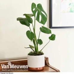 Monstera Deliciosa (House Plant) -Bloomyard Flower Shop mons vka2925 d