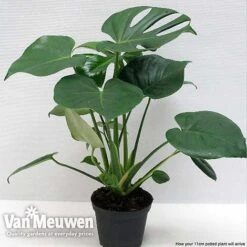 Monstera Deliciosa (House Plant) -Bloomyard Flower Shop mons vka2925 f