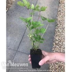 Clematis 'New Love' -Bloomyard Flower Shop new love