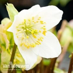 Hellebore 'Christmas Rose' -Bloomyard Flower Shop niger