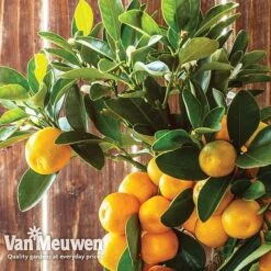 Orange Tree -Bloomyard Flower Shop oran 64670v c