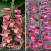 Perennial Foxglove Collection