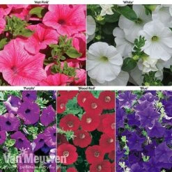 Petunia Surfinia® Collection 17 Petunia Surfinia® Collection -Bloomyard Flower Shop petu 60645 main