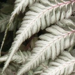 Bloomyard Flower Shop -Bloomyard Flower Shop pewter