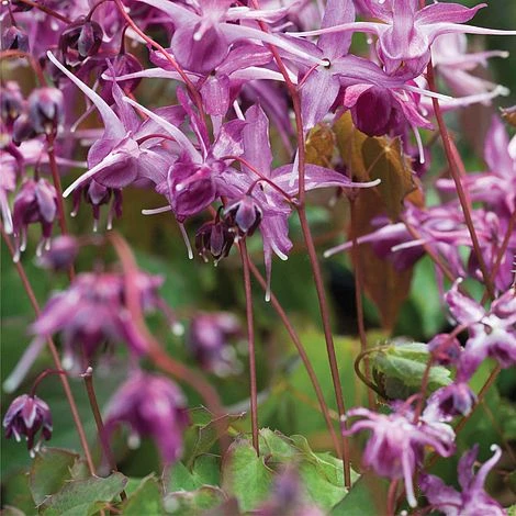 Epimedium 'Lilafee' 2 Epimedium 'Lilafee' - Image 2