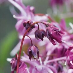 Epimedium 'Lilafee' 5 Epimedium 'Lilafee' -Bloomyard Flower Shop pink2