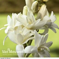 Polianthes Tuberosa 'The Pearl' 7 Polianthes Tuberosa 'The Pearl' -Bloomyard Flower Shop polianth tub2