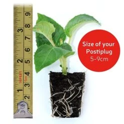 Petunia Surfinia® Collection 18 Petunia Surfinia® Collection -Bloomyard Flower Shop postiplugsize