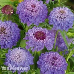 Garden Ready Perennial Collection 7 Garden Ready Perennial Collection -Bloomyard Flower Shop scabiosa