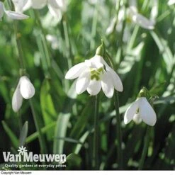 Snowdrops In The Green (Double Flowered) -Bloomyard Flower Shop snow v18342 e