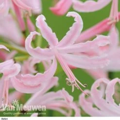 Nerine Bowdenii Collection -Bloomyard Flower Shop stefani