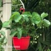 Strawberry 'Elsanta' (Pre-planted Baskets)
