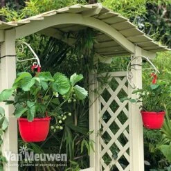 Strawberry 'Elsanta' (Pre-planted Baskets) 11 Strawberry 'Elsanta' (Pre-planted Baskets) -Bloomyard Flower Shop strawberr