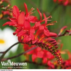 Summer Colour Bulb Collection -Bloomyard Flower Shop summer bulb V46129 e