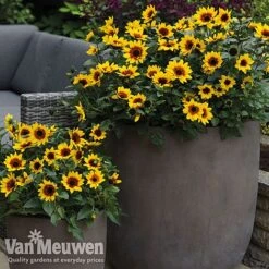 Sunflower SunBelievable™ 'Brown Eyed Girl' 7 Sunflower SunBelievable™ 'Brown Eyed Girl' -Bloomyard Flower Shop sunb