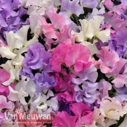 Sweet Pea 'Sweet Dreams Mixed' -Bloomyard Flower Shop sweet21