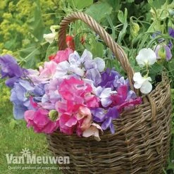 Sweet Pea 'Sweet Dreams Mixed' -Bloomyard Flower Shop sweet41