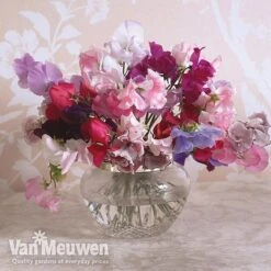 Sweet Pea 'Sweet Dreams Mixed' -Bloomyard Flower Shop sweet5