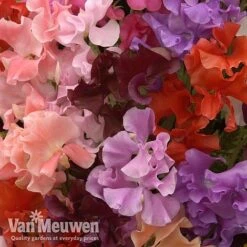 Sweet Pea 'Sweet Dreams Mixed' -Bloomyard Flower Shop sweet51
